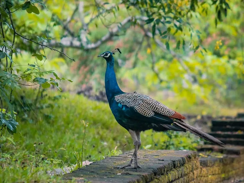 Bird Watching