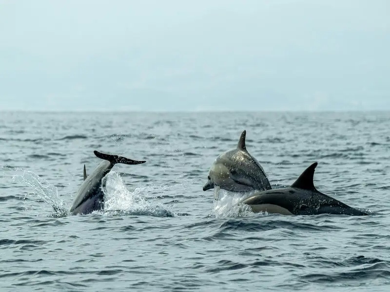 Spinner dolphins Kalpitiya Sri Lanka dolphin watching