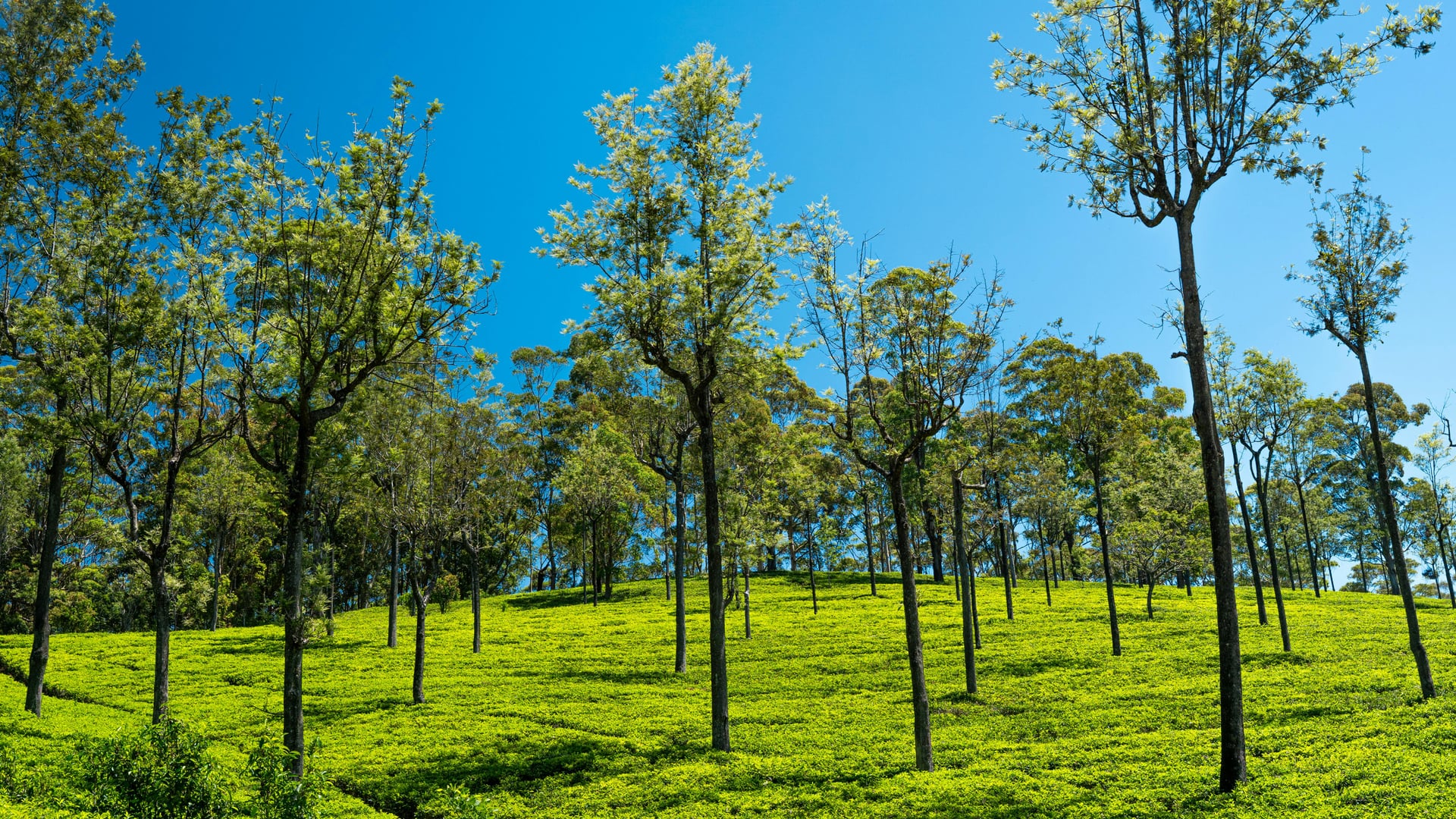 Misty hill country tea estates