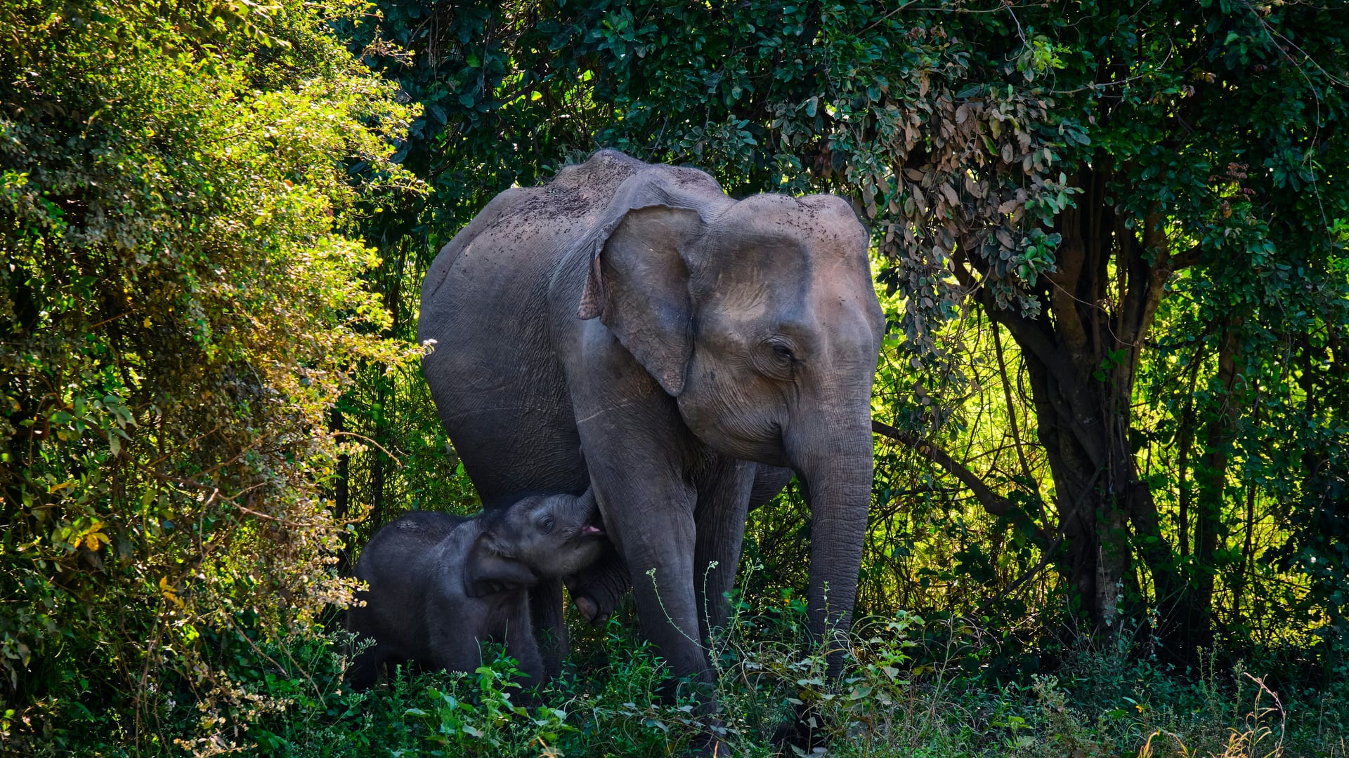 Leopard in Yala National Park