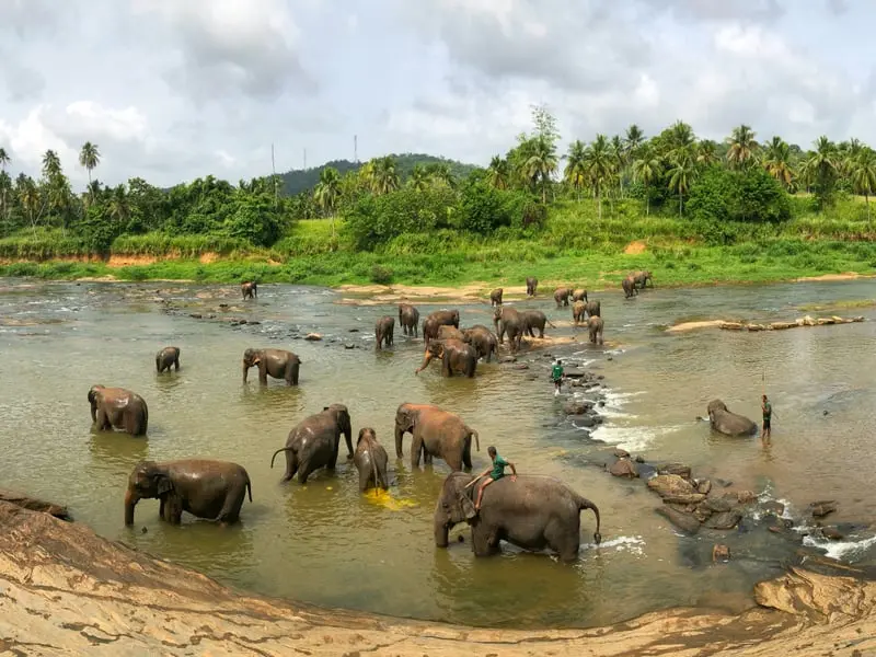 Pinnawala Elephant Orphanage Sri Lanka baby elephants