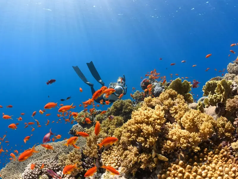 Snorkelling & Diving