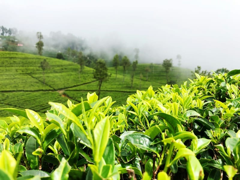 Tea Plantation Tours