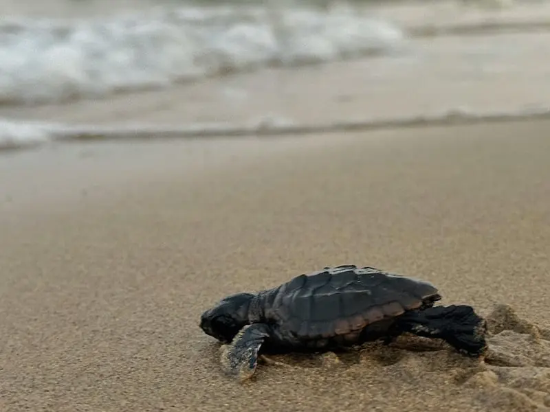 Turtle Watching