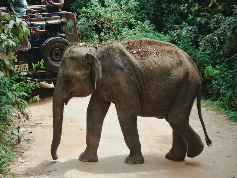 Elephants at Udawalawe National Park, Sri Lanka
